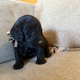 Destiny black girl - Black female Labradoodle puppy in Churchill County Fallon, Nevada from Card Family Ranch