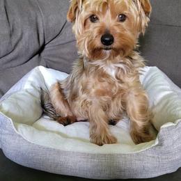 Mia - Yorkshire Terrier