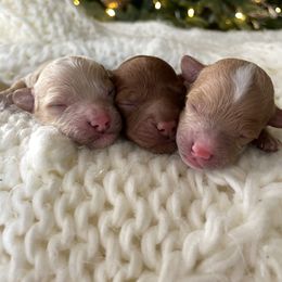 Cavapoo Puppies from SoCal Cavapoos