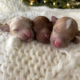 Cavapoo Puppies from SoCal Cavapoos