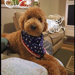 Labradoodle All Grown Up from Faulkner Doodles