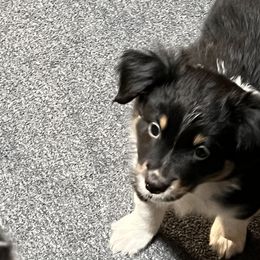 Girl 4 - Black tri Miniature Australian Shepherd puppy in Corydon, Indiana from Arbuckle’s Lookin Good Aussies (LGA)