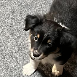 Girl 4 - Black tri Miniature Australian Shepherd puppy in Corydon, Indiana from Arbuckle’s Lookin Good Aussies (LGA)