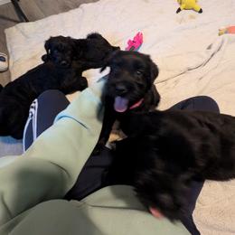 Giant Schnauzer Puppies from Princess Vivi Giant Schnauzer