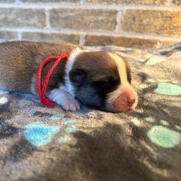 Red Collar Male - Sable male Pembroke Welsh Corgi puppy in Mcarthur, Ohio from Bentley Corgis LLC