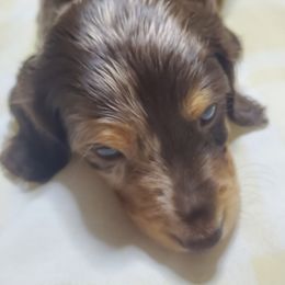 Boone - Dapple male Dachshund puppy in Mountain Grove, Missouri from Callaway Country Dachshunds