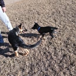 Girl 3 teal collar - Black and tan female German Shepherd puppy in Nye, Montana from Duke AKC Shepherds