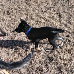 Girl 3 teal collar - Black and tan female German Shepherd puppy in Nye, Montana from Duke AKC Shepherds