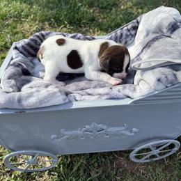 Gray - Liver and white male German Shorthaired Pointer puppy in Union Hall, Virginia from Rustic Creek Farms
