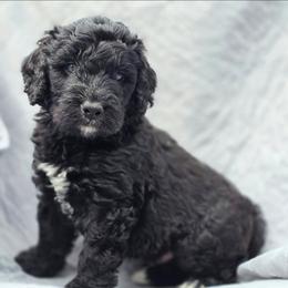 Rocky - Black male Bernedoodle puppy in Shelton, Washington from NW Bernedoodles of Washington