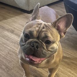 Hank - French Bulldog