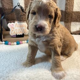 Moe - Parti male Goldendoodle puppy in White Pigeon, Michigan from Delaryedoodles