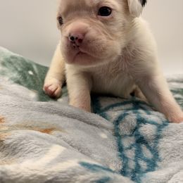 Marshal - White male Boxer puppy in Oak Lawn, Illinois from Chicago Boxers & Yorkies