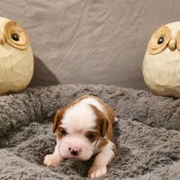 Leo - Blenheim male Cavalier King Charles Spaniel puppy in Pennsylvania from Julie's Cavalier King Charles Spaniels