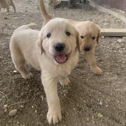 Golden Retriever Puppies from 3 Gun Retrievers