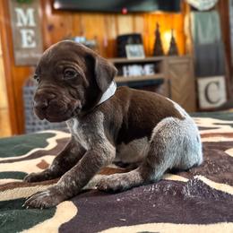 Billy - Liver and white male German Shorthaired Pointer puppy in Georgia from CMC Farms