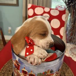Orange collar- Dasher - Lemon and white male Basset Hound puppy in Hattiesburg, Mississippi from The Kennels at Tate Farm