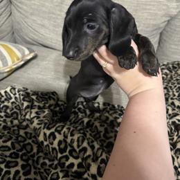 Dachshund puppies from Furry Friends Kennel