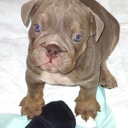 Lord Remy - Lilac tri-color male Bulldog puppy in Pace, Florida from Royal Fade Bulldogs