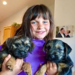 Border Terrier Puppies from Silli's Border Terriers