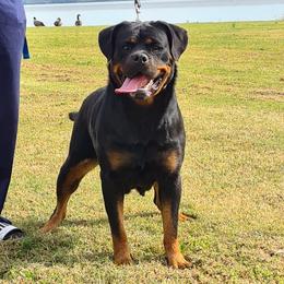 Klipsy - Rottweiler