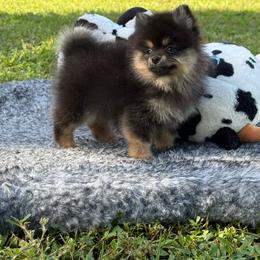 Onyx Belle - Black and tan female Pomeranian puppy in Naples, Florida from 🤎 Dreaming Puppies 🐶