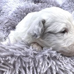 Vesper - Blue merle male Bernedoodle puppy in Vacaville, California from Starlight Goldendoodles