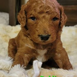 Goldendoodle Puppies from Kimber's Doodles