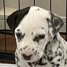 Boy 2 - White and liver brown Dalmatian puppy in West Lafayette, Indiana from Celestial Fyre Dalmatians