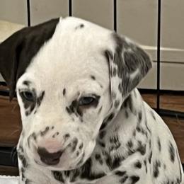Boy 2 - White and liver brown Dalmatian puppy in West Lafayette, Indiana from Celestial Fyre Dalmatians