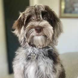 Cockapoos and Goldendoodles from Liberty Creek Farms