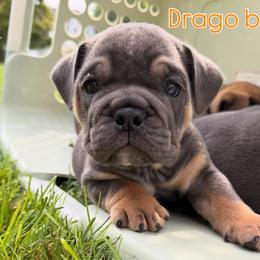 Drago - Blue tri-color male Bulldog puppy in Hemlock, Michigan from Brady English Bulldogs