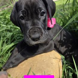 Joyce - Black female Great Dane puppy in Alto, Michigan from DeVine Danes