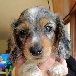 Dachshund Puppies from Pure Joy Dachshunds