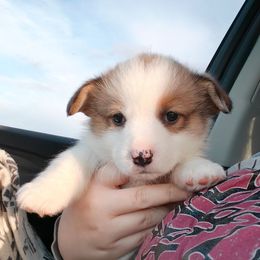 Jack - Sable male Pembroke Welsh Corgi puppy in Saint John, Washington from Fuzzbutt Farms LLC