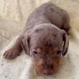 Boy 1 - Dapple male Dachshund puppy in Smoot, West Virginia from AMC Dachshunds