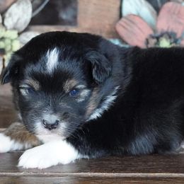 Girl 3 - female Miniature Australian Shepherd puppy in Lawton, Oklahoma from Lindsey’s Aussies