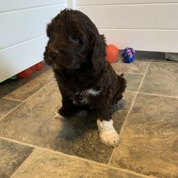 Girl 6 - Portuguese Water Dog puppy in Lakeview, Michigan from Cedar Creek Portuguese Water Dogs