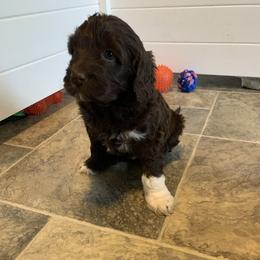 Girl 6 - Portuguese Water Dog puppy in Lakeview, Michigan from Cedar Creek Portuguese Water Dogs