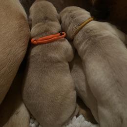 Golden Retriever and Labrador Retriever Puppies from The Golden Leash Kennels