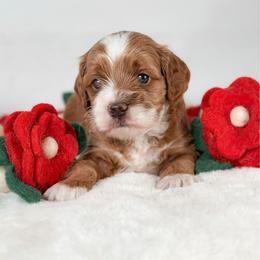 Persephone - Red and white female Cockapoo puppy in Pledger, Texas from Sugarbear Cockapoos