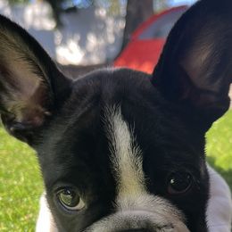 French Bulldog All Grown Up from Frenchie Tempest