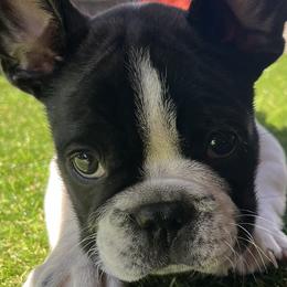 French Bulldog All Grown Up from Frenchie Tempest