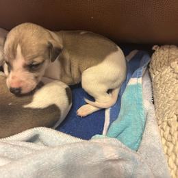 Boo - White and fawn male Whippet puppy in Oneida, Tennessee from Saving Grace