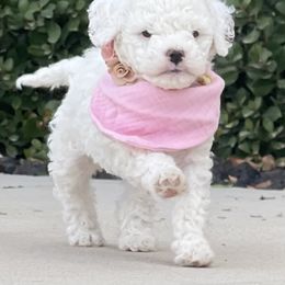 Goldendoodle and Poodle Puppies from Doodle Puppy Parti