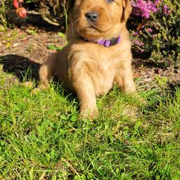 Golden Retriever Puppies from Cedar Life Goldens