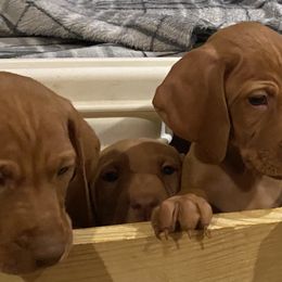 Vizsla Puppies from Carlson Vizslas