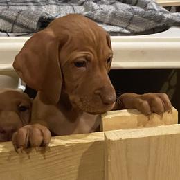 Vizsla Puppies from Carlson Vizslas