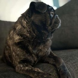 Vader - Pug