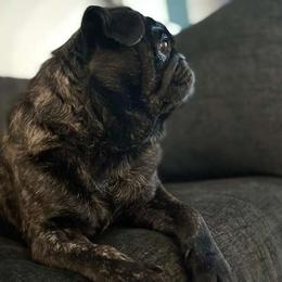 Vader - Pug